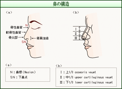 鼻の構造（イメージ）